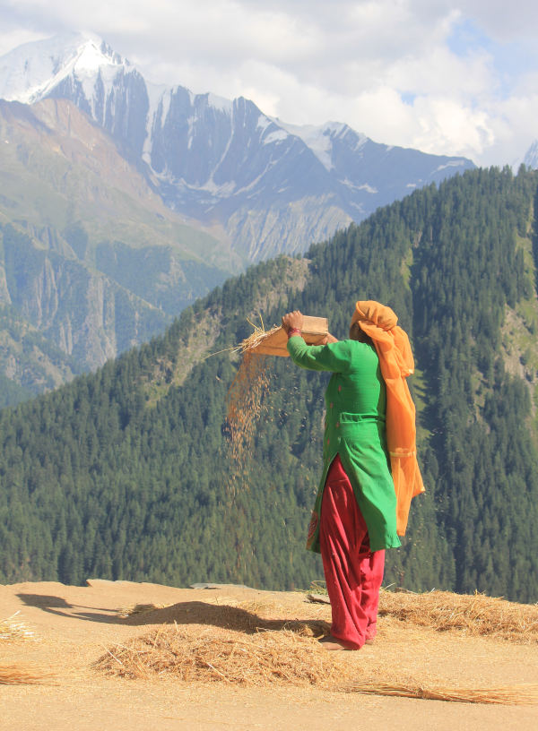 Pangi Valley of Homestays Pangi Tourism